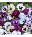 Viola wittrockiana floral days frambuesa - semillas no tratadas