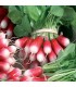 Flamboyant radish - untreated seeds