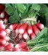 Flamboyant radish - untreated seeds