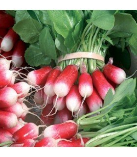 Flamboyant radish - untreated seeds