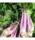 Chinese pink celery - untreated seeds