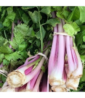 Chinese pink celery - untreated seeds