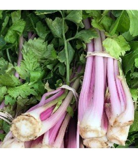 Chinese pink celery - untreated seeds
