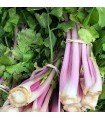 Chinese pink celery - untreated seeds