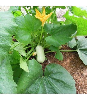 Lebanese white courgette - untreated seeds