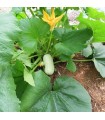 Lebanese white courgette - untreated seeds