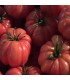 Tomate de Montserrat - graines non traitées