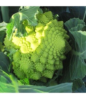 Coliflor Romanesco Natalino