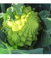 Cauliflower Romanesco Natalino - untreated seeds