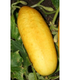 Cucumber gele tros - untreated seeds