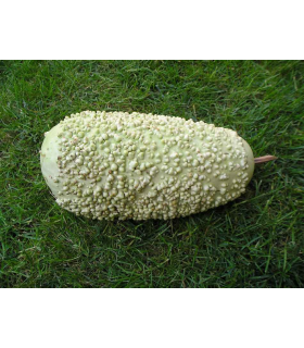 Calabaza verrugosa de Mauricio - semillas no tratadas