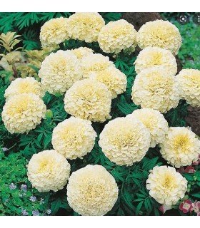 Tagetes erecta vainilla - semillas no tratadas