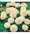 Tagetes erecta vainilla - semillas no tratadas