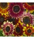 Sunflower Harlequin F1-untreated seeds