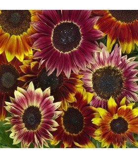 Sunflower Harlequin F1-untreated seeds