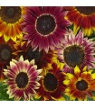 Girasol Harlequin F1-semillas no tratadas