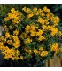 Tagetes lucida sweet mace - untreated seeds