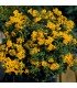 Tagetes lucida sweet mace - untreated seeds