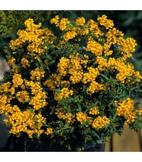 Tagetes lucida sweet mace - untreated seeds