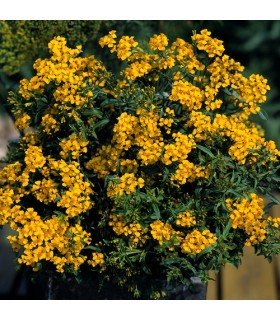 Tagetes lucida sweet mace - untreated seeds