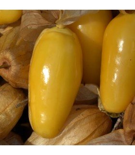 Tomatillo reina de Malinanco - semillas no tratadas