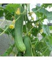 tanja cucumber - untreated seeds