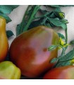 Tomate Black Trifele - graines sans traitement