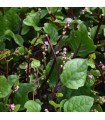 Chinese malabar spinach - untreated seeds
