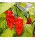 Piment rouge Bhut Jolokia - graines