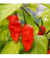 Piment rouge Bhut Jolokia - graines