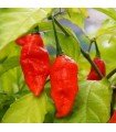 Red Bhut Jolokia pepper - untreated seeds