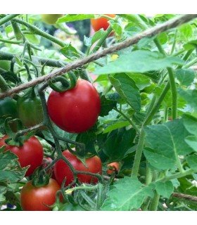 Tomate Principe Borguese - graines non traitées