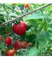 Principe Borguese tomato - untreated seeds