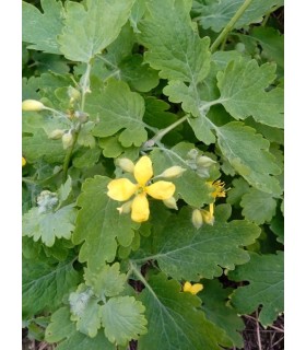Celandine (chelidonium majus) - untreated seeds