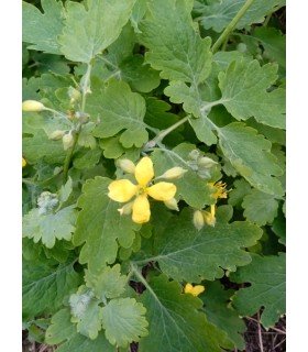 Celidonia (chelidonium majus) - semillas no tratadas