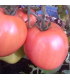 Tomate GRUSHOVKA - graines non traitées