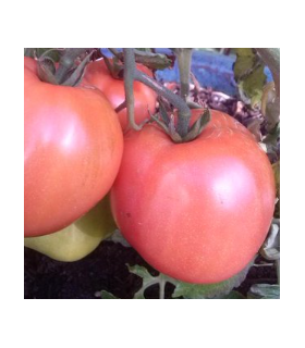 Tomate GRUSHOVKA - graines non traitées