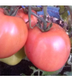 GRUSHOVKA tomato - untreated seeds