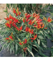 Pimiento Etna - Semillas no tratadas