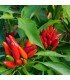 Diavolicchio calabre pepper - untreated seeds