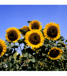 Taiyo sunflower - untreated seeds