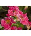 Nasturtium Cherry Rose - untreated seeds