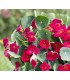 Baby rose nasturtium - untreated seeds