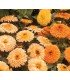 Calendula officinalis gypsy party mix - untreated seeds
