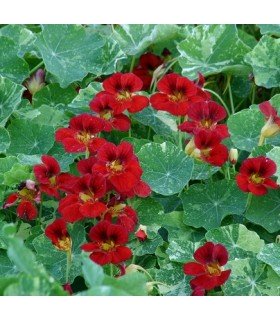 Capuchina Troika red - semillas no tratadas