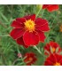 Tagetes patula linnaeus burning embers - semillas no tratadas