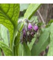 Consoude (symphytum officinale) - graines non traitées