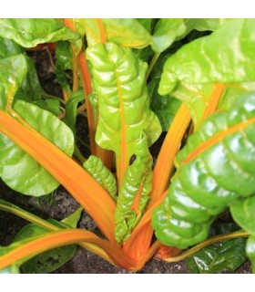 Chard sunset selection - untreated seeds