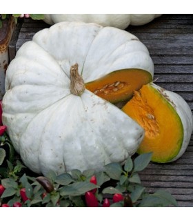 Flat white boer pumpkin - untreated seeds