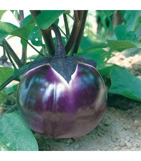 Prosperosa Eggplant - untreated seeds